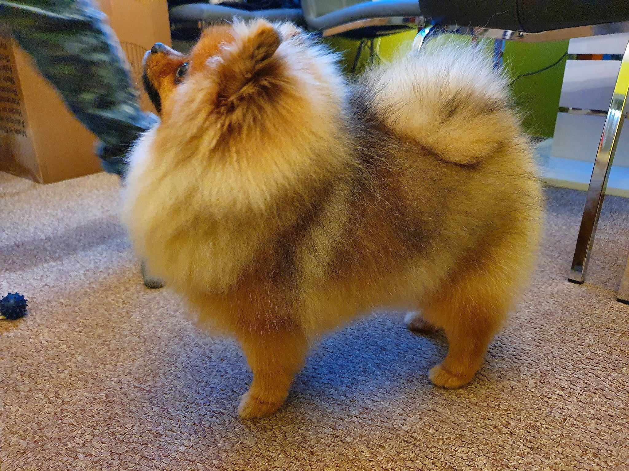 Bentlay is registered to the contest to win money with this photo: ancient_dog_breeds, canidae, carnivore, companion_dog, dog, dog_breed, fawn, finnish_spitz, german_spitz, german_spitz_klein, german_spitz_mittel, japanese_spitz, mammal, non_sporting_group, pomeranian, spitz, toy_dog, vertebrate, volpino_italiano