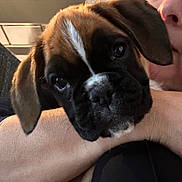 Apie a rejoint le concours — aidez-le/la à gagner de superbes lots ! puppy, dog, close_up, pet, animal, face, person, arm, indoor, cute, brown_fur, black_fur, white_marking, expression, snout, ears, companionship, love, affection, cuddle