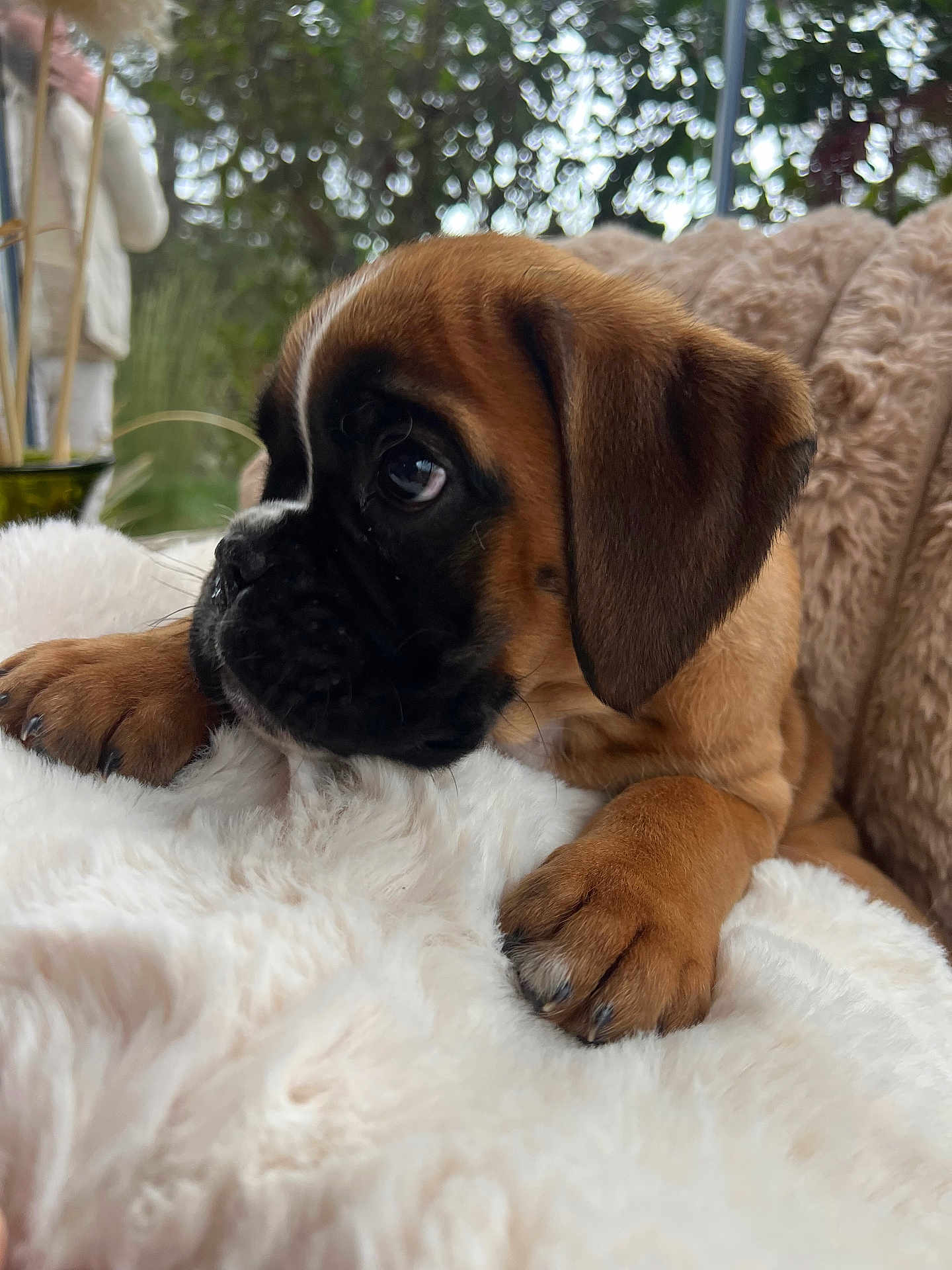 Apie a rejoint le concours — aidez-le/la à gagner de superbes lots ! puppy, dog, close_up, brown_fur, black_muzzle, fluffy_blanket, paws, outdoor, greenery, soft_texture, cute, pet, young_dog, resting, fur, animal, portrait, cozy, nature, adorable