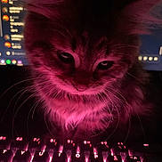 Sprinkle joined the competition — help win amazing prizes! cat, closeup, computer, curious, cute, dark, feline, glowing, indoor, keyboard, kitten, monitor, night, pet, pink_light, screen, technology, technology_use, whiskers, young_cat