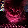 cat, closeup, computer, curious, cute, dark, feline, glowing, indoor, keyboard, kitten, monitor, night, pet, pink_light, screen, technology, technology_use, whiskers, young_cat