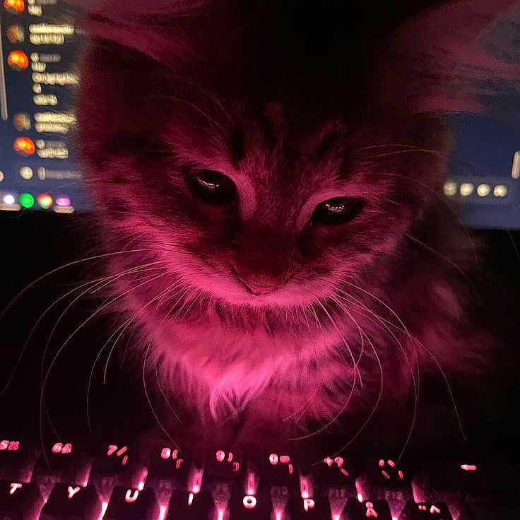 Sprinkle joined the competition — help win amazing prizes! cat, closeup, computer, curious, cute, dark, feline, glowing, indoor, keyboard, kitten, monitor, night, pet, pink_light, screen, technology, technology_use, whiskers, young_cat