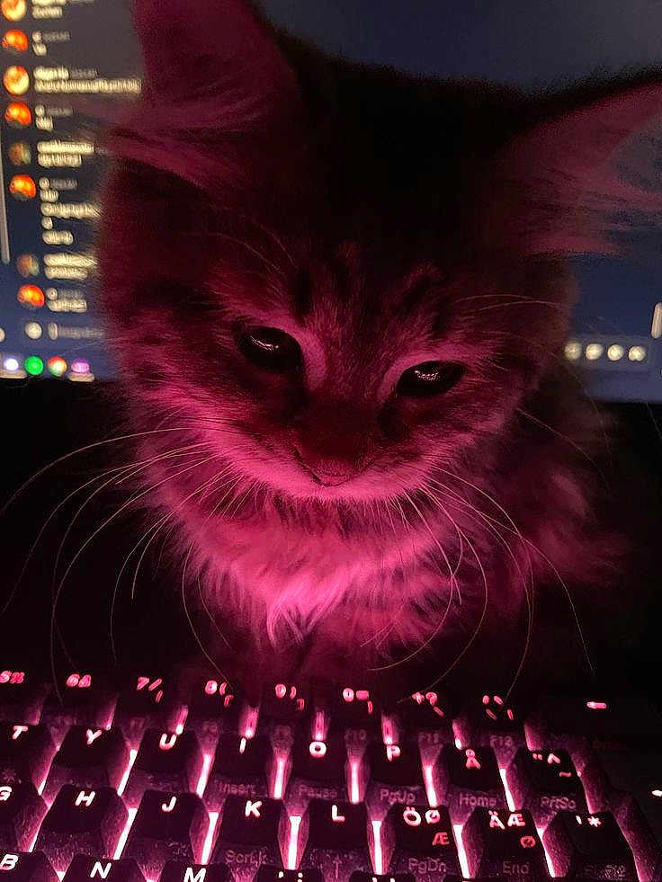 Sprinkle joined the competition — help win amazing prizes! cat, closeup, computer, curious, cute, dark, feline, glowing, indoor, keyboard, kitten, monitor, night, pet, pink_light, screen, technology, technology_use, whiskers, young_cat