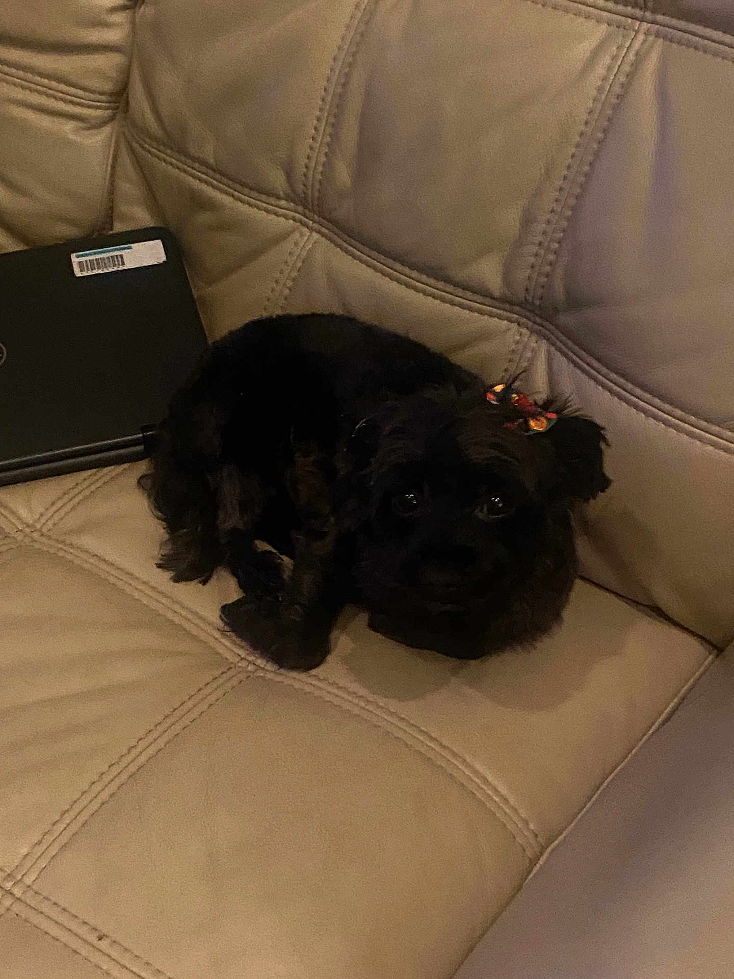 Hopey is registered to the contest to win money with this photo: dog, small_dog, black_dog, couch, leather_couch, upholstery, stitching, bow, pet, indoor, living_room, curled_up, resting, eyes, nose, laptop, sticker, cozy, shadow, fur