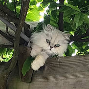 Sacha a rejoint le concours — aidez-le/la à gagner de superbes lots ! cat, fluffy_cat, white_fur, long_hair, green_eyes, pet, animal, feline, outdoor, garden, tree, leaves, foliage, wooden_fence, resting, sitting, paws, whiskers, portrait, nature