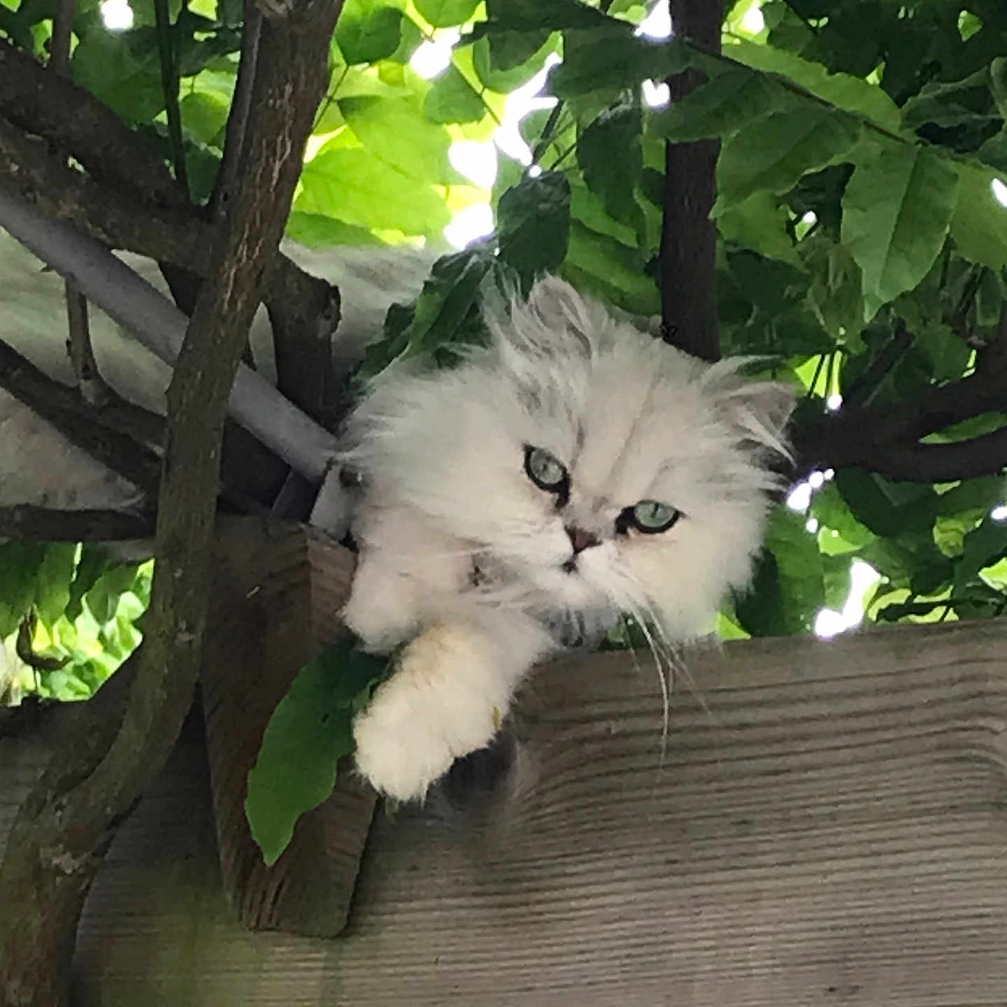 Sacha a rejoint le concours — aidez-le/la à gagner de superbes lots ! cat, fluffy_cat, white_fur, long_hair, green_eyes, pet, animal, feline, outdoor, garden, tree, leaves, foliage, wooden_fence, resting, sitting, paws, whiskers, portrait, nature