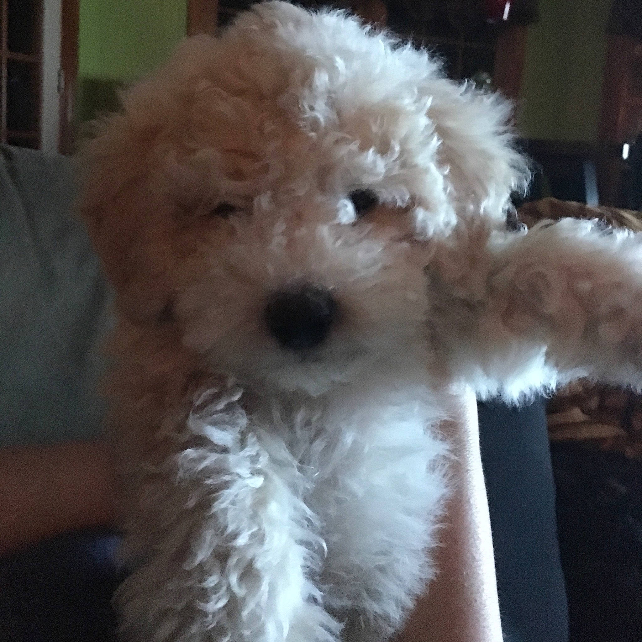 Captain America is registered to the contest to win money with this photo: canidae, carnivore, companion_dog, dog, dog_breed, fur, glasses, goggles, head, nose, poodle, snout, sporting_group, stuffed_toy, sunglasses, terrier, toy, toy_dog, water_dog, working_animal