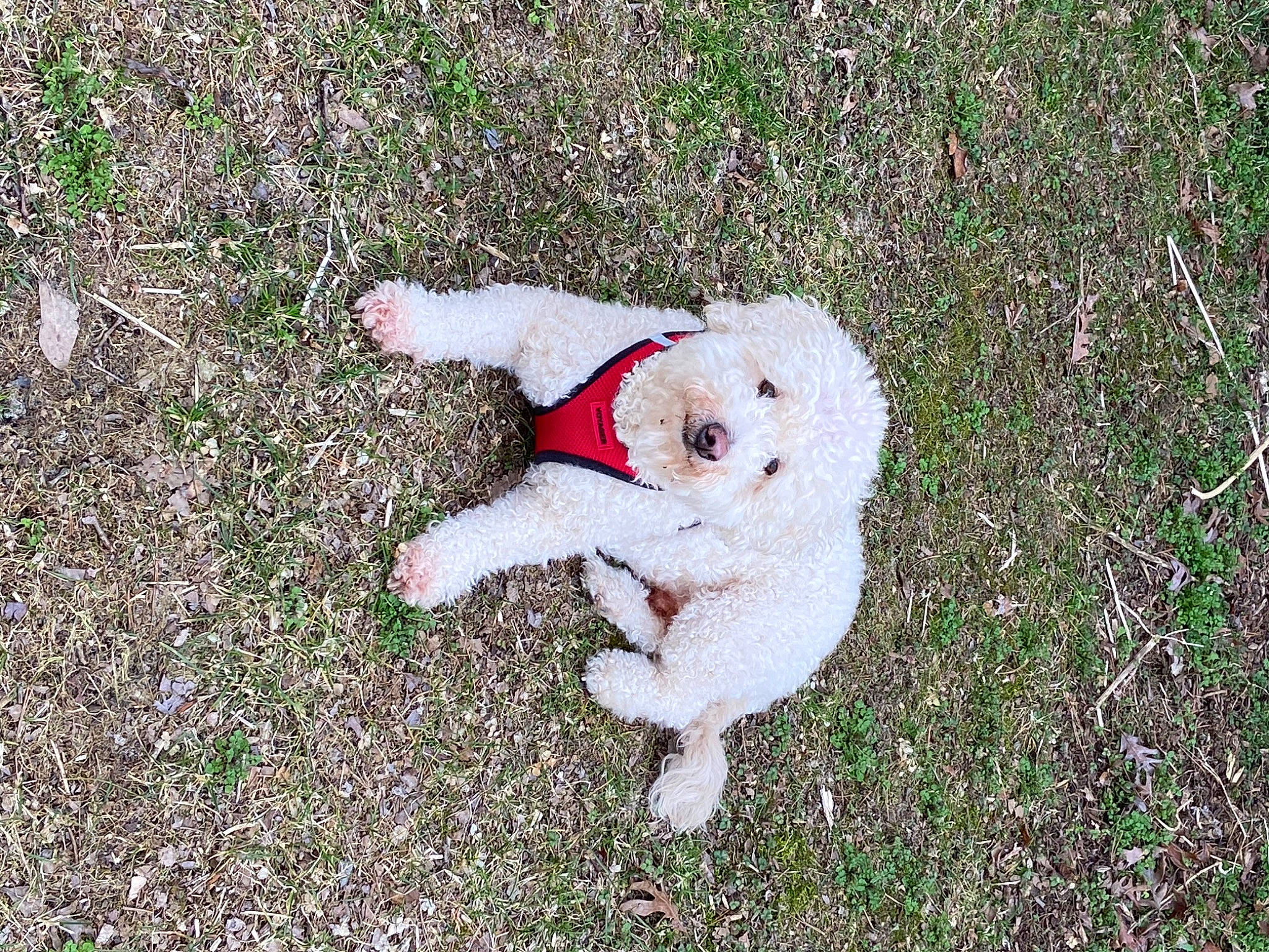 Captain America joined the competition — help win amazing prizes! carmine, carnivore, companion_dog, dog_breed, fawn, felidae, fur, grass, grass_family, groundcover, lawn, people_in_nature, plant, shrub, small_to_medium_sized_cats, soil, stuffed_toy, tail, terrestrial_animal, toy