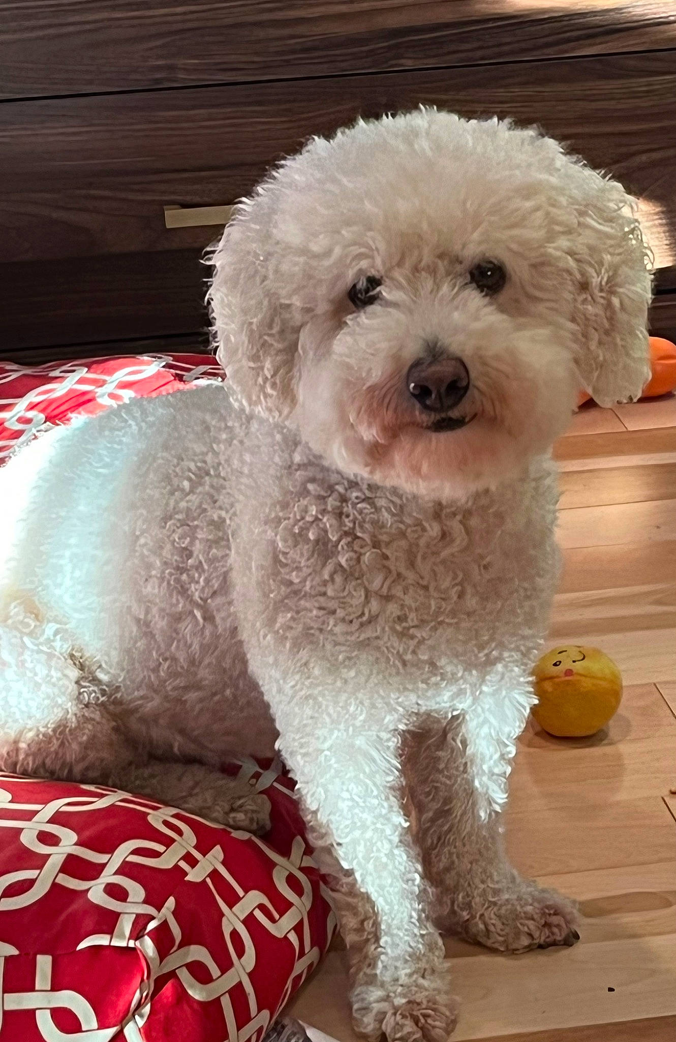 Captain America joined the competition — help win amazing prizes! canidae, carnivore, cockapoo, companion_dog, dog, dog_breed, dog_collar, fur, goldendoodle, labradoodle, maltepoo, poodle, poodle_crossbreed, puppy_love, small_terrier, snout, sporting_group, terrier, toy_dog, water_dog