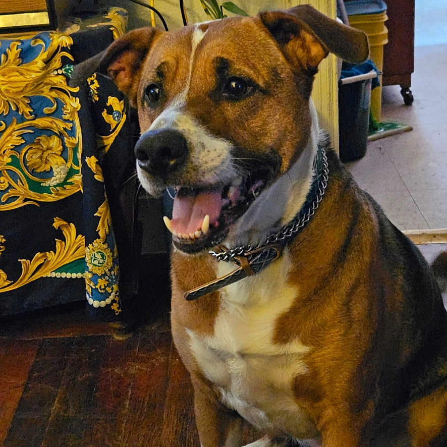 Otis Chester joined the competition — help win amazing prizes! animal, brown, canine, chain, collar, dog, domestic, ears, floor, furniture, happy, indoor, patterned_cloth, pet, plant, seated, smiling, tongue_out, white, wooden_floor