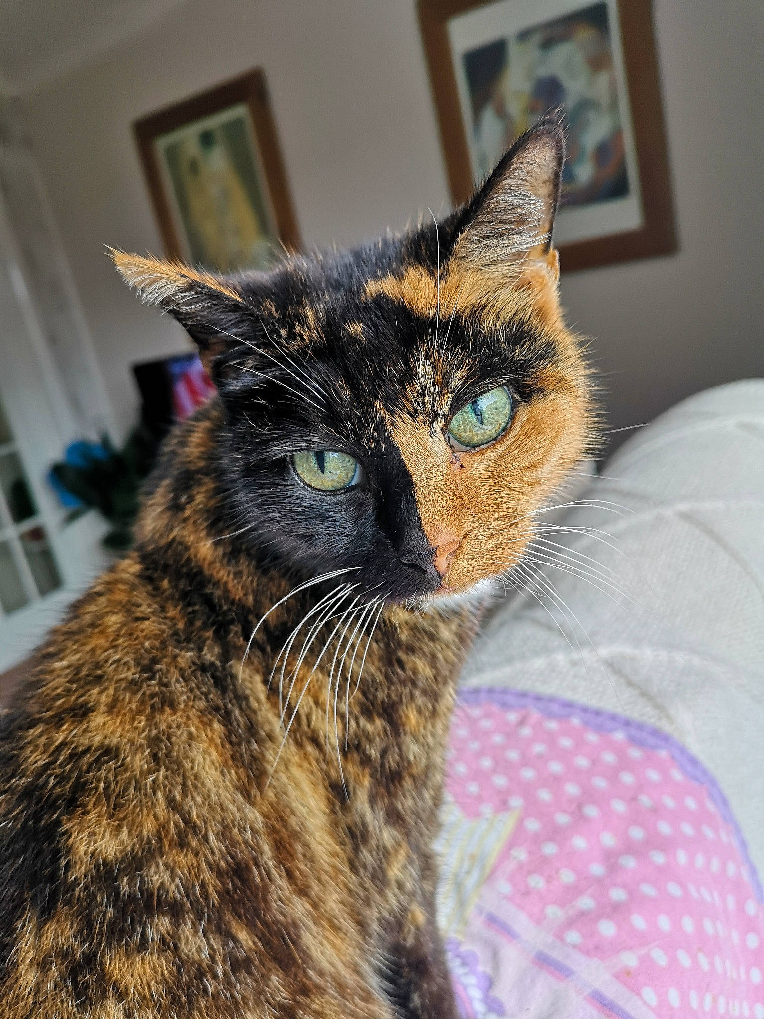 Zappa joined the competition — help win amazing prizes! carnivore, cat, claw, collar, comfort, domestic_short_haired_cat, eye, felidae, fur, iris, linens, picture_frame, sitting, small_to_medium_sized_cats, snout, terrestrial_animal, textile, tree, whiskers, window