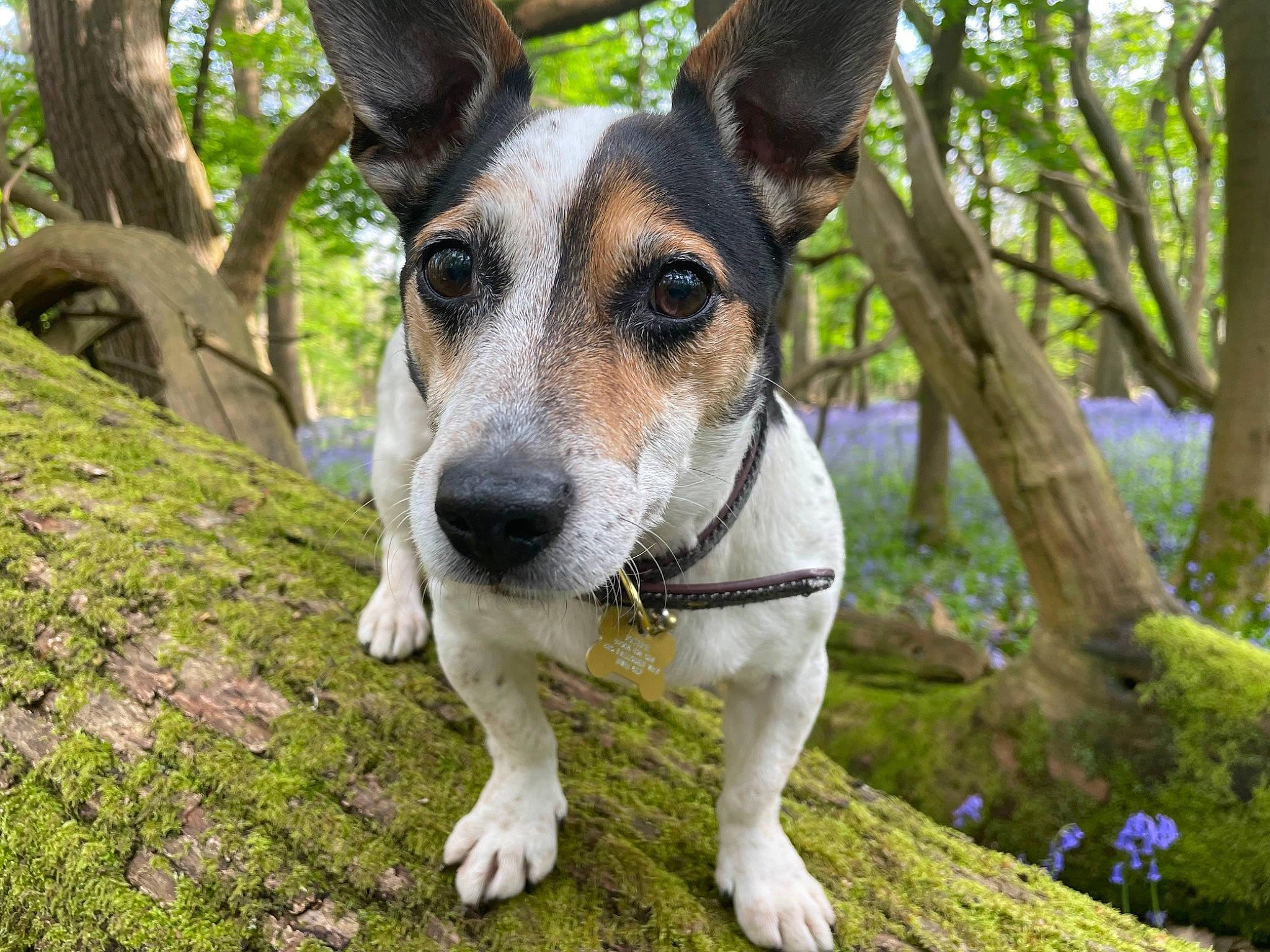 Dudley is registered to the contest to win money with this photo: art, botany, carnivore, companion_dog, dog, dog_breed, grass, groundcover, plant, recreation, snout, sporting_group, terrestrial_animal, tree, trunk, working_dog