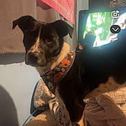 Buttons is registered to the contest to win money with this photo: dog, pet, indoor, bed, blanket, harness, black_and_white, tapestry, television, cozy, curious, animal, furniture, room, cushion, portrait, looking, domestic, canine, relaxation