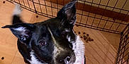 Buttons is registered to the contest to win money with this photo: dog, puppy, black_and_white, pink_harness, playpen, kennel, wooden_floor, kibble, pet, animal, indoor, looking_up, ears_up, cute, fur, canine, pet_food, captive, domestic, young_dog