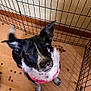 dog, puppy, black_and_white, pink_harness, playpen, kennel, wooden_floor, kibble, pet, animal, indoor, looking_up, ears_up, cute, fur, canine, pet_food, captive, domestic, young_dog