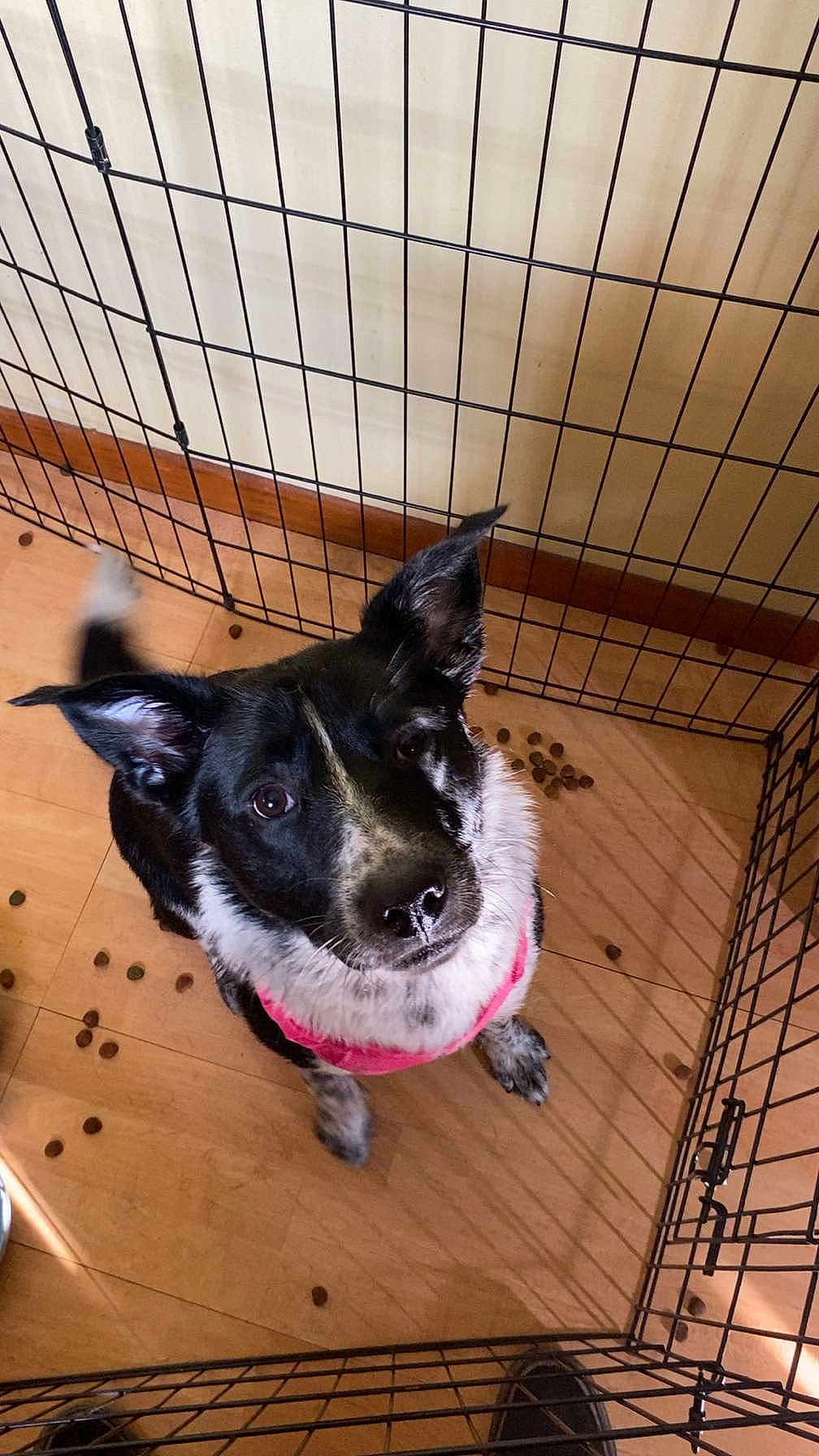 Buttons is registered to the contest to win money with this photo: dog, puppy, black_and_white, pink_harness, playpen, kennel, wooden_floor, kibble, pet, animal, indoor, looking_up, ears_up, cute, fur, canine, pet_food, captive, domestic, young_dog