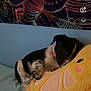 Buttons joined the competition — help win amazing prizes! puppy, dog, plush_toy, couch, tapestry, indoor, cute, snuggling, collar, soft, pattern, colorful, pet, animal, resting, cozy, furry, young, playful, relaxing