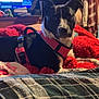 Buttons is registered to the contest to win money with this photo: dog, black_and_white, red_harness, bed, blanket, plaid, indoor, furniture, television, screen, clothing, room, cozy, pet, animal, resting, lying_down, casual, warm, soft