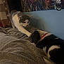 cat, dog, blanket, indoor, tapestry, wall_art, bed, pet, paw, resting, curious, feline, canine, cozy, animal_interaction, soft_texture, furniture, relaxing, companion, domestic