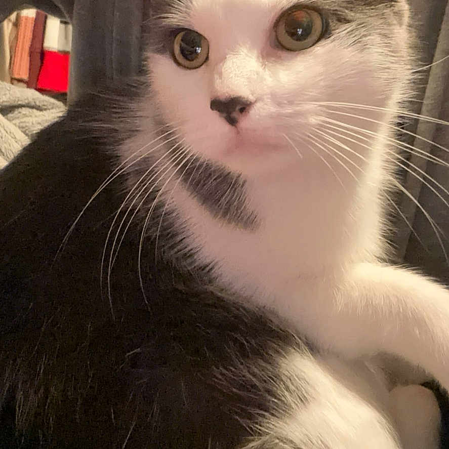 Snowball