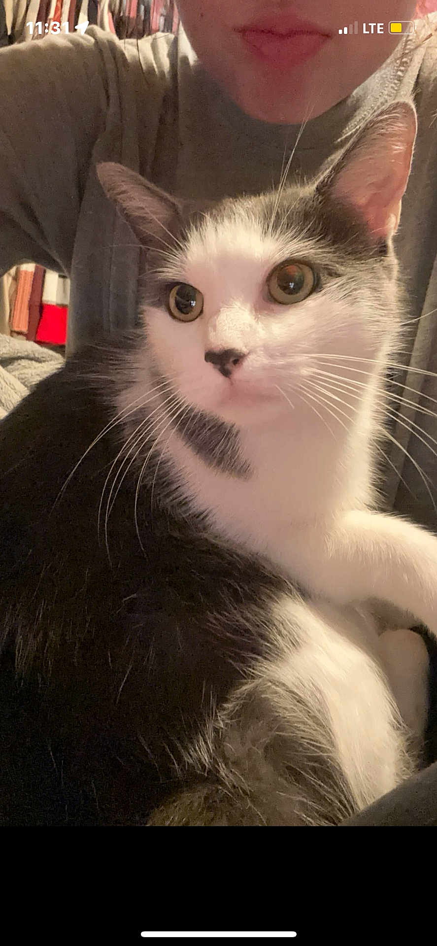 Snowball