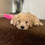 puppy, dog, brown_blanket, sleepy, indoor, soft_texture, fluffy, cute, pet, animal, lying_down, small_dog, light_colored, cozy, blurred_background, carpet, resting, domestic, young_dog, fur
