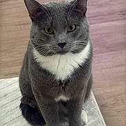 Kashu joined the competition — help win amazing prizes! cat, grey_cat, white_paws, white_chest, sitting, indoor, floor, rug, pet, animal, feline, whiskers, ears, yellow_eyes, looking_at_camera, domestic_cat, fur, cute, calm, portrait