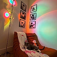 Bandida is registered to the contest to win money with this photo: cat, blanket, chair, floor_lamp, framed_photos, wall, light_projection, colorful_lights, indoor, cozy, pet, furniture, relaxing, home_decor, orange_chair, gray_cat, white_paws, stuffed_toy, wooden_floor, modern_lighting