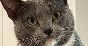 Bandida is registered to the contest to win money with this photo: cat, gray_cat, white_chest, yellow_eyes, whiskers, indoor, pet, feline, close_up, portrait, curious, animal, mammal, domestic_cat, fur, ears, nose, face, looking, background