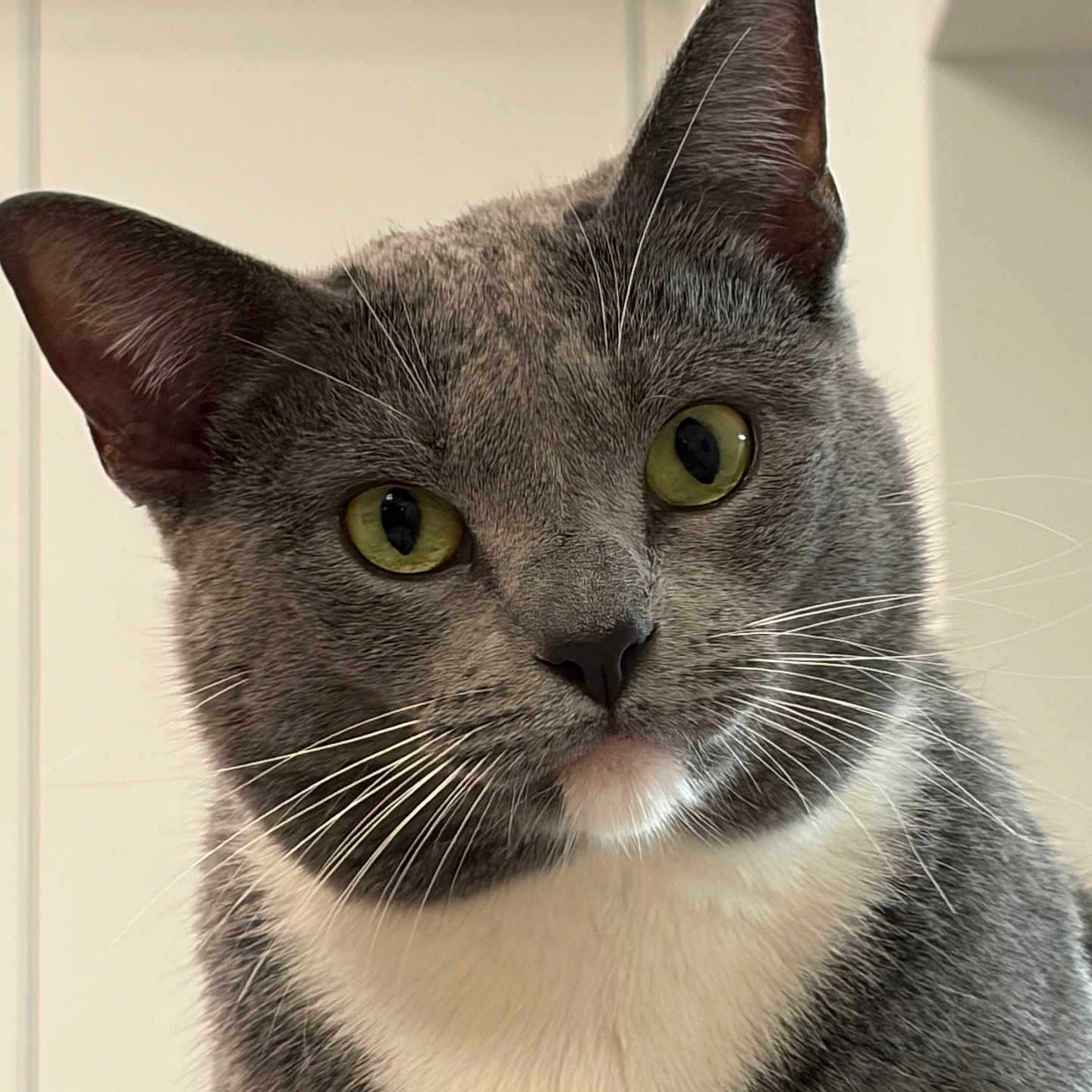 Bandida is registered to the contest to win money with this photo: cat, gray_cat, white_chest, yellow_eyes, whiskers, indoor, pet, feline, close_up, portrait, curious, animal, mammal, domestic_cat, fur, ears, nose, face, looking, background