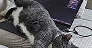 Bandida joined the competition — help win amazing prizes! animal, cat, computer, cord, couch, electronics, fabric, feline, gray_cat, home, indoor, laptop, paw, pet, relaxed, resting, screen, technology, whiskers, white_paws
