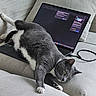 Bandida joined the competition — help win amazing prizes! cat, gray_cat, white_paws, laptop, technology, couch, fabric, indoor, pet, relaxed, computer, cord, electronics, feline, home, animal, resting, whiskers, paw, screen