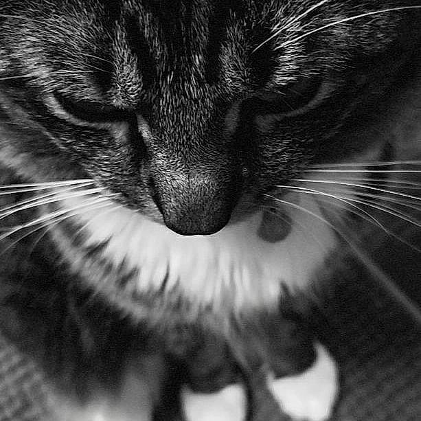Dexter joined the competition — help win amazing prizes! black, black_and_white, black_cat, carnivore, cat, close_up, domestic_short_haired_cat, eye, felidae, fur, monochrome, monochrome_photography, norwegian_forest_cat, nose, organ, photography, small_to_medium_sized_cats, snout, style, whiskers