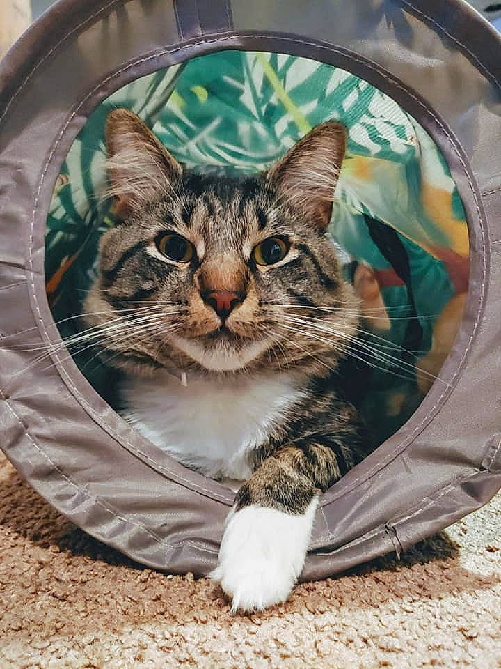 Dexter joined the competition — help win amazing prizes! aegean_cat, american_shorthair, american_wirehair, asian, carnivore, cat, domestic_short_haired_cat, dragon_li, european_shorthair, eye, felidae, kitten, maine_coon, mammal, norwegian_forest_cat, ocicat, small_to_medium_sized_cats, tabby_cat, whiskers, wild_cat