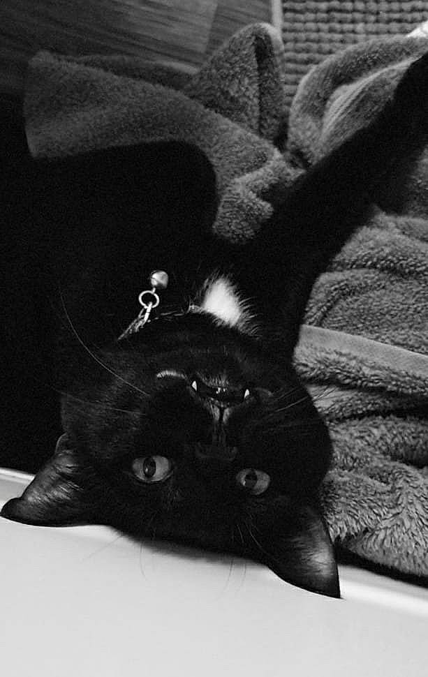 Pablo joined the competition — help win amazing prizes! asian, black, black_and_white, black_cat, bombay, carnivore, cat, claw, ear, felidae, fur, kitten, monochrome, monochrome_photography, photography, sleep, small_to_medium_sized_cats, style, tail, whiskers