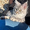 cat, tabby_cat, person, jeans, black_hoodie, outdoor, sunlight, stone_wall, wooden_door, lap, pet, feline, yellow_eyes, fluffy_fur, resting, casual_clothing, shadow, side_view, smile, relaxation