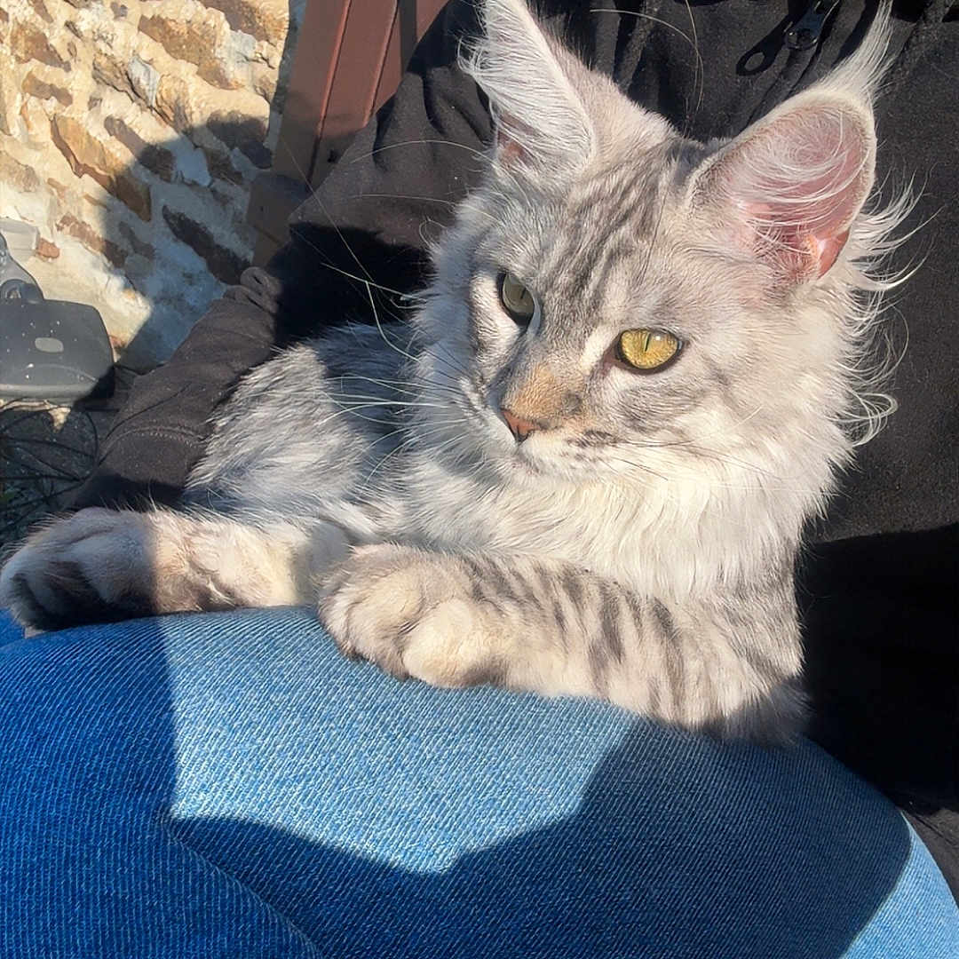 Anëlle participe au concours pour gagner de l'argent avec cette photo : cat, tabby_cat, person, jeans, black_hoodie, outdoor, sunlight, stone_wall, wooden_door, lap, pet, feline, yellow_eyes, fluffy_fur, resting, casual_clothing, shadow, side_view, smile, relaxation