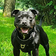 Saïka participe au concours pour gagner de l'argent avec cette photo : dog, black_dog, grass, outdoor, happy, smiling, pet, canine, nature, tree, bush, greenery, harness, tongue_out, sunlight, daytime, animal, friendly, playful, mammal