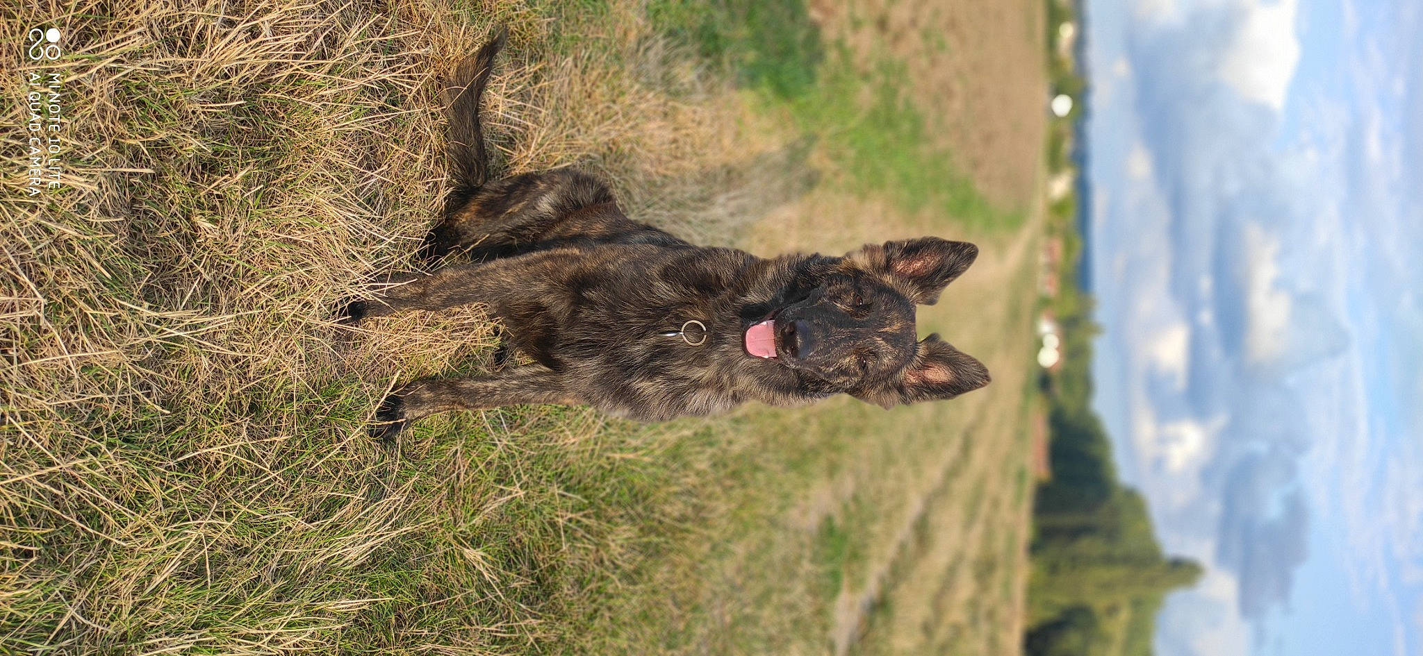 Seth a rejoint le concours — aidez-le/la à gagner de superbes lots ! canidae, carnivore, cloud, dog_breed, domestic_short_haired_cat, felidae, fur, grass, liver, plant, sky, small_to_medium_sized_cats, snout, soil, sporting_group, tail, terrestrial_animal, tree, whiskers, working_animal