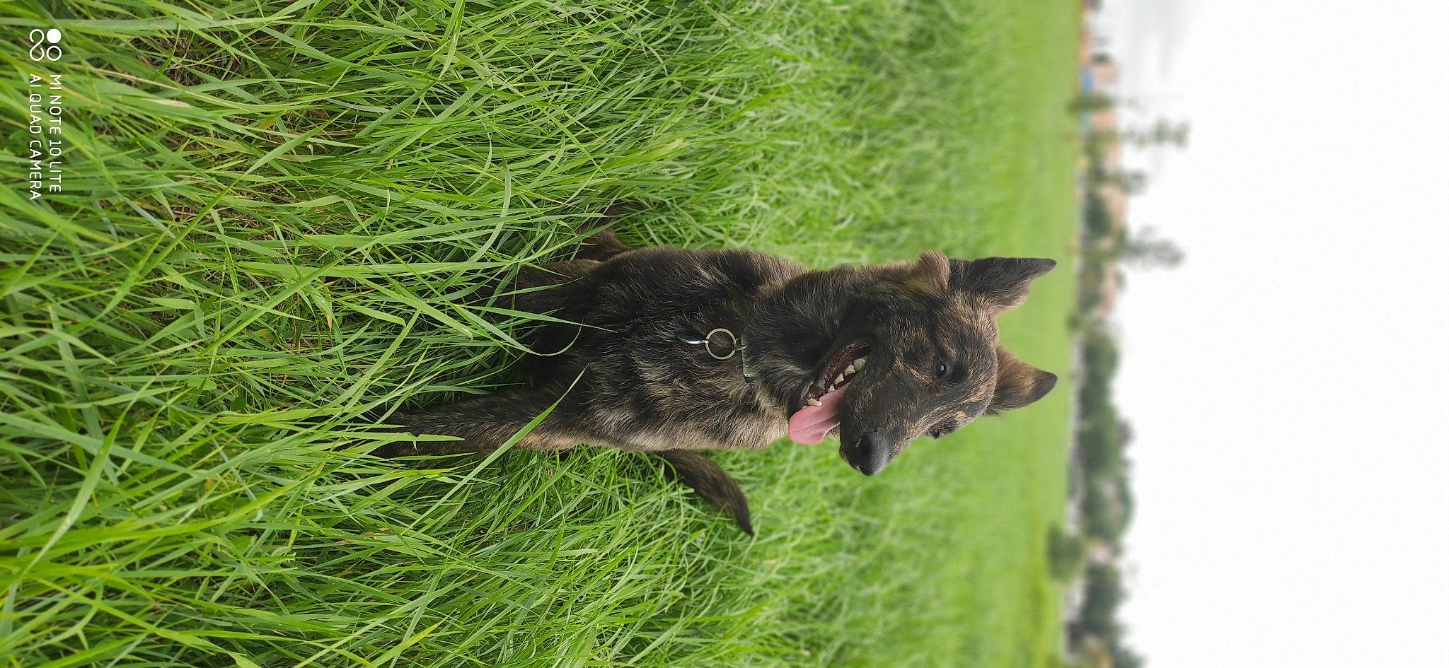 Seth participe au concours pour gagner de l'argent avec cette photo : black_cat, canidae, carnivore, cat, dog_breed, domestic_short_haired_cat, felidae, fur, grass, groundcover, liver, plant, shrub, small_to_medium_sized_cats, sporting_group, tail, terrestrial_animal, terrestrial_plant, whiskers, wildlife