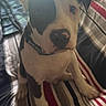 Brody is registered to the contest to win money with this photo: dog, puppy, pet, black_and_white, collar, sitting, blanket, striped, indoor, curious, cute, animal, canine, fur, ears, nose, paw, portrait, young, companion