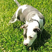 Brody joined the competition — help win amazing prizes! puppy, dog, grass, outdoor, greenery, sunlight, animal, pet, sniffing, black_and_white, collar, nature, young, mammal, playful, cute, curious, field, summer, daylight