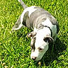 puppy, dog, grass, outdoor, greenery, sunlight, animal, pet, sniffing, black_and_white, collar, nature, young, mammal, playful, cute, curious, field, summer, daylight