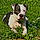 Brody