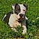 Brody