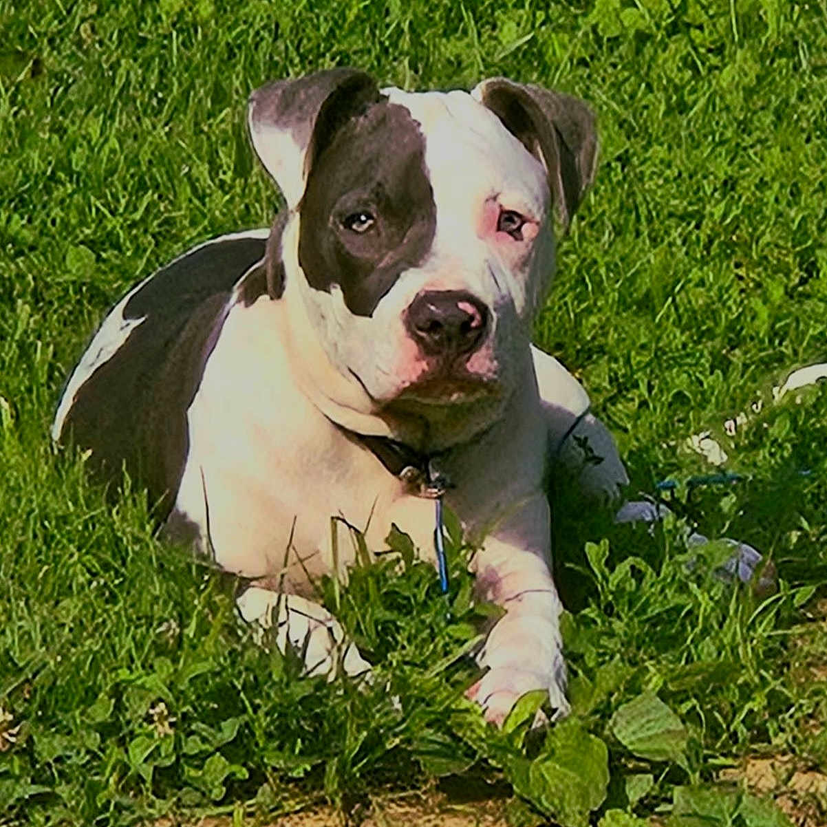 Brody