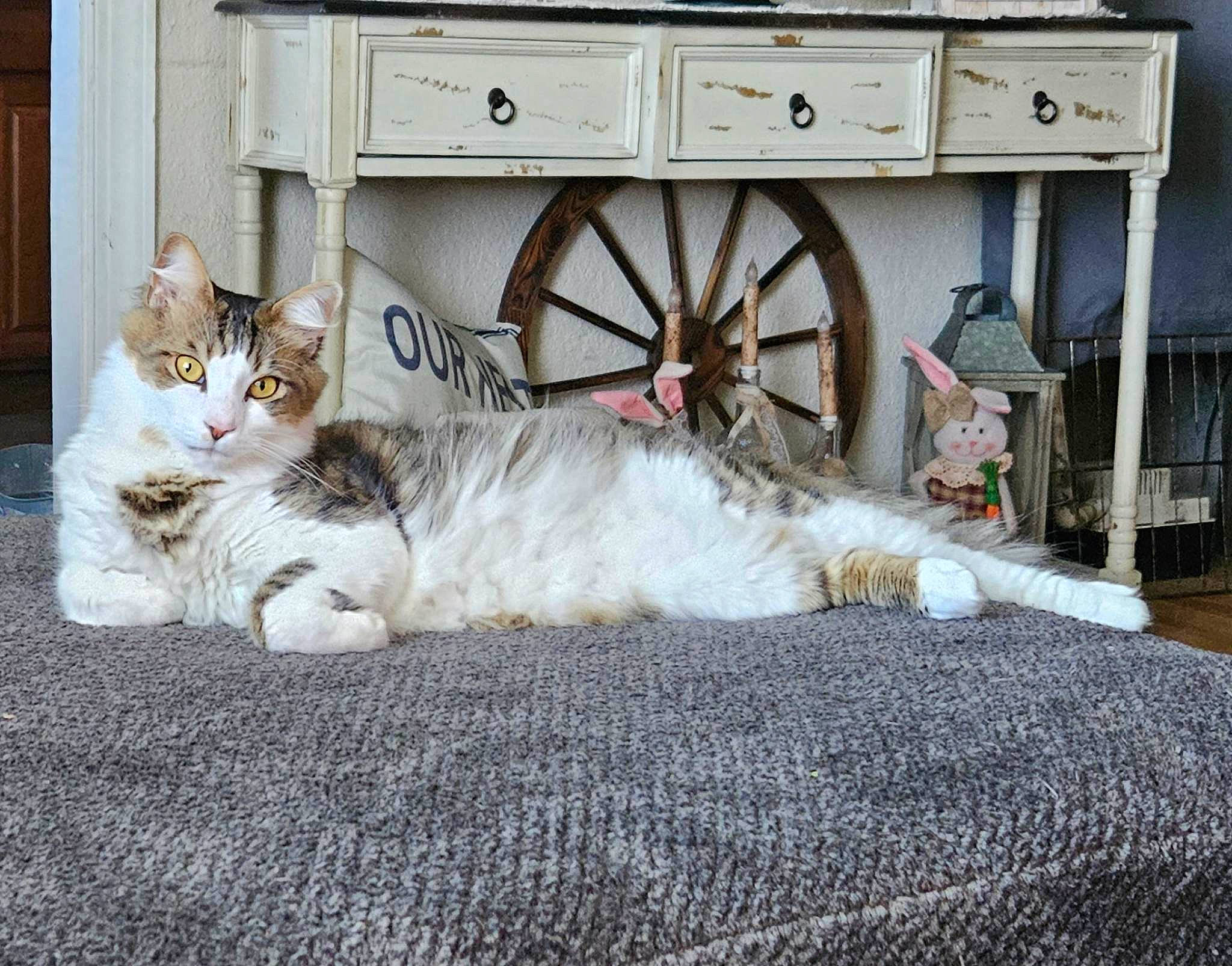 Nyko joined the competition — help win amazing prizes! automotive_tire, carnivore, cat, comfort, domestic_short_haired_cat, door, event, felidae, fur, machine, nap, paw, road, sitting, small_to_medium_sized_cats, street, tail, wheel, whiskers, wood