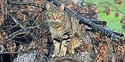 Dash is registered to the contest to win money with this photo: cat, tabby_cat, animal, pet, fur, tree_log, wood, branches, dry_leaves, outdoor, nature, green_background, wildlife, mammal, sitting, focused, striped, eyes, whiskers, closeup