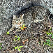 Dash is registered to the contest to win money with this photo: cat, tabby, tree, ground, leaves, twigs, outdoor, nature, animal, feline, green_eyes, earth_tones, alert, resting, wildlife, fur, plant, bark, closeup, curious