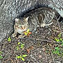 alert, animal, bark, cat, closeup, curious, earth_tones, feline, fur, green_eyes, ground, leaves, nature, outdoor, plant, resting, tabby, tree, twigs, wildlife